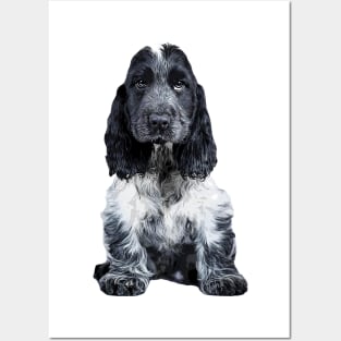English Cocker Spaniel Blue Roan Posters and Art
